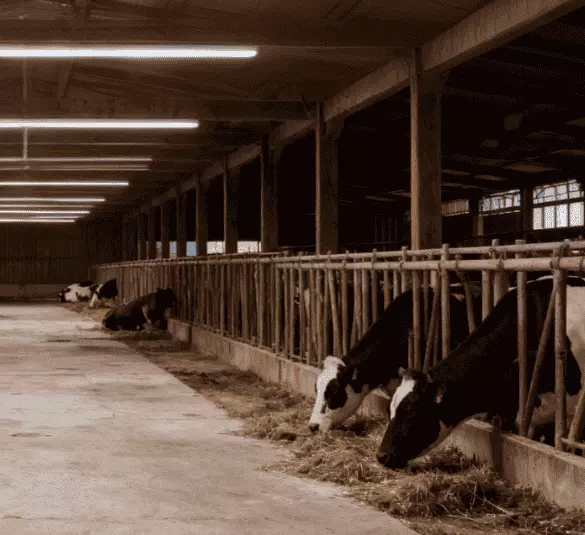 Luz de granero LED T21 (4)